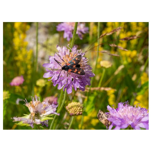 PHOTO84, CLUB, 84 , LUBERON